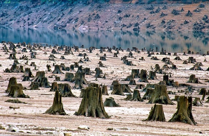11. Nell'Oregon, un'intera foresta venne tagliata per la costruzione di una diga
