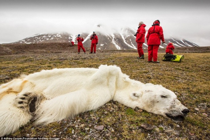 23. Un orso polare morto per denutrizione, a causa dello scioglimento del ghiaccio, a Svalbard, in Norvegia.