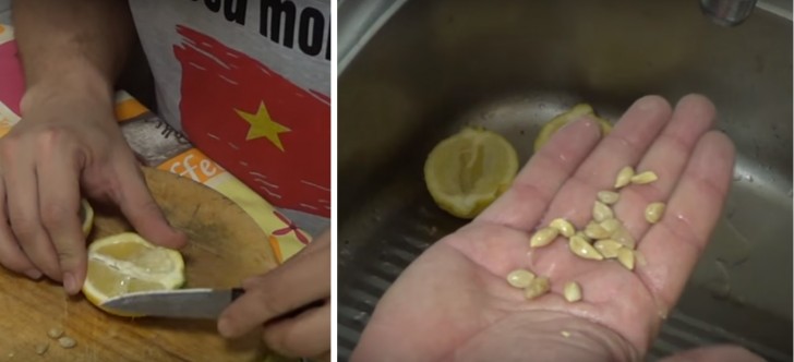Gebruik een mes om de citroen door te snijden en de citroenpitten te verwijderen. Spoel de zaden schoon onder stromend water om de pulp te verwijderen.