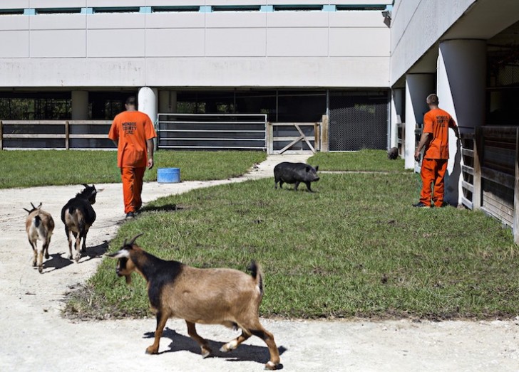 I detenuti entrano nel rifugio per animali maltrattati: un'iniziativa dai risultati sorprendenti - 13