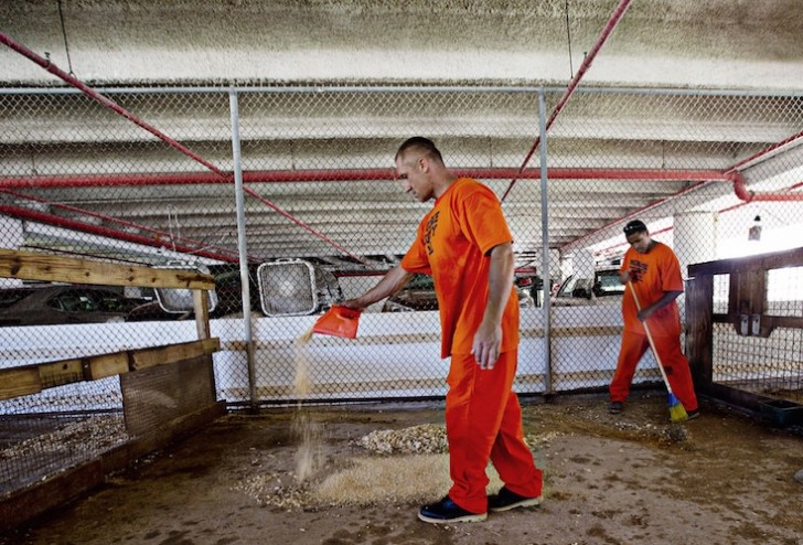 Oltre a nutrire gli animali, i detenuti si occupano della pulizia