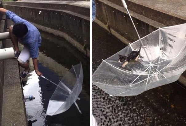 7. Un uomo salva con il suo ombrello un gattino che stava annegando.