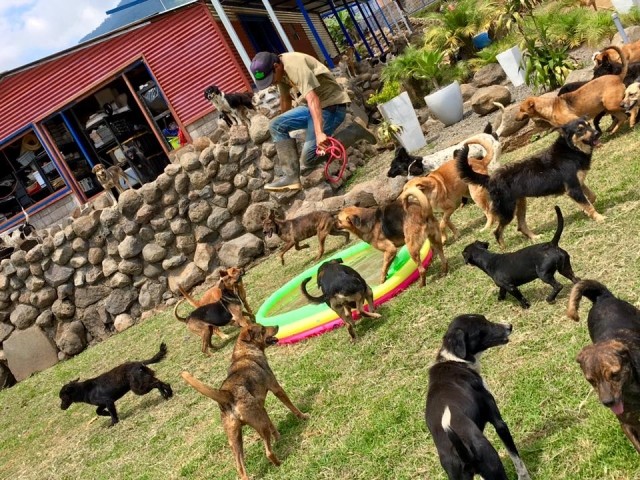 In attesa di adozione i cani trascorrono le giornate all'aria aperta. I volontari li addestrano attraverso esercizi e giochi di abilità.