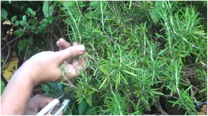 Corte o ramo de uma planta de rosmarino: escolha um mais duro mas não muito velho. Com uma tesoura,faça um corte em diagonal.