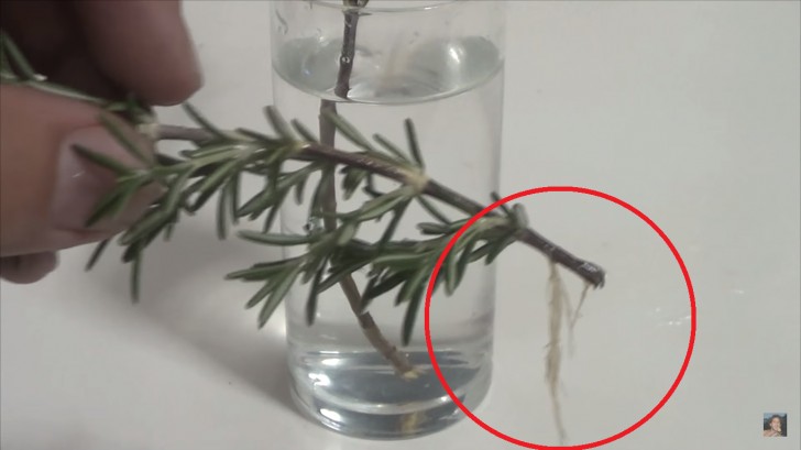 Lerne, wie du deine eigene Rosmarinpflanze aus einem Zweig bekommst - 2