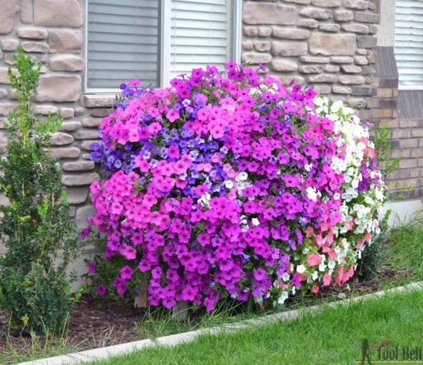 After five months, the petunias will be a real cascade of flowers ... Magnificent!