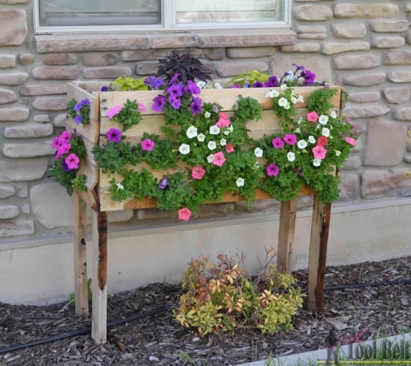 Complete the job by inserting the petunias in the last series of holes. Let them grow, watering them regularly from above.