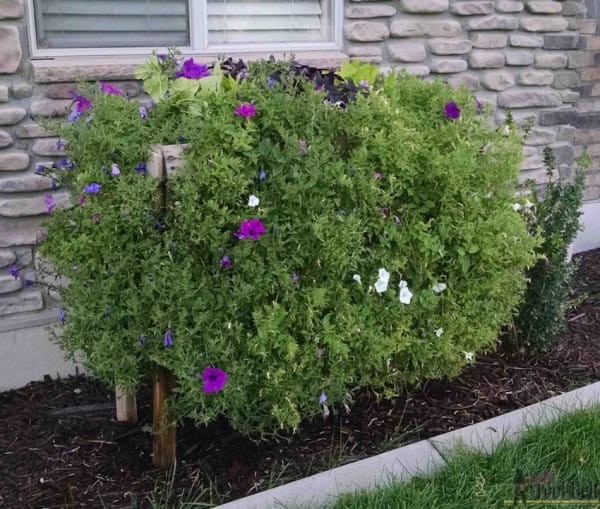 Wenn die Blumen nicht mehr blühen, müsst ihr vielleicht etwas Insektengift sprühen.