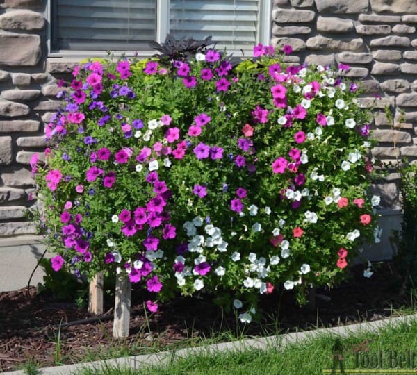 Je zult merken dat de petunia's dan nog talrijker beginnen te groeien!