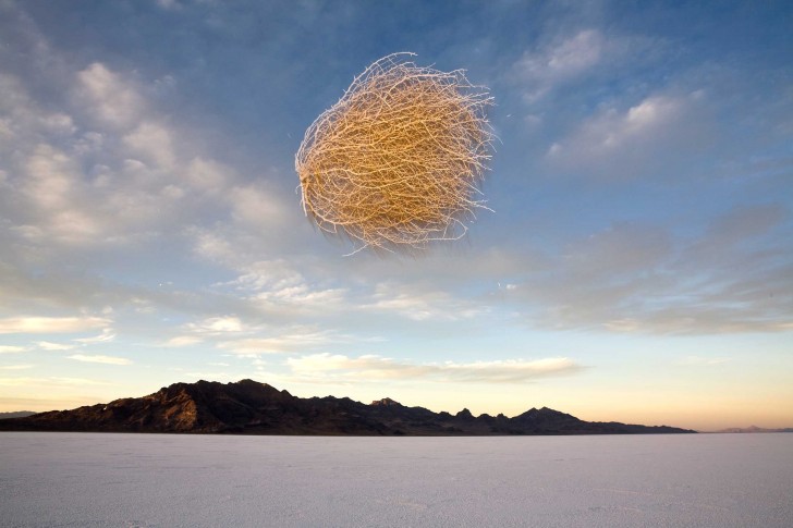 La rotolacampo, una pianta tipica dei terreni secchi e pianeggianti, viene sollevata dal vento nella pianura Bonneville Salt Flats, nello Utah.
