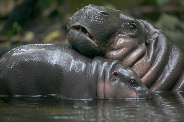 Gli ippopotami pigmei sono 10 volte più piccoli di quelli normali. Arrivano a pesare comunque da 160 kg a 280 kg.
