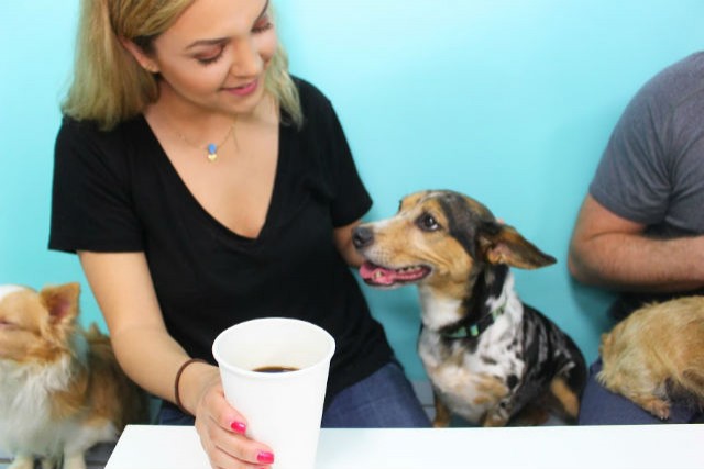 In questo bar i clienti bevono caffè circondati dai cani: il motivo è più nobile di quanto pensi - 5