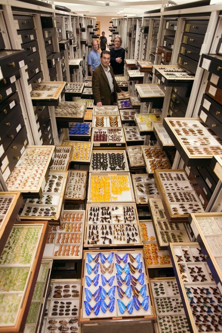 La collezione di insetti, con i suoi 35 milioni di esemplari e le sue 300.000 specie, è la seconda più grande al mondo.
