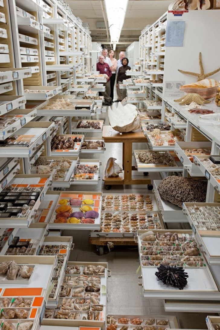 Il dipartimento di zoologia invertebrata raccoglie circa 35 milioni di esemplari.
