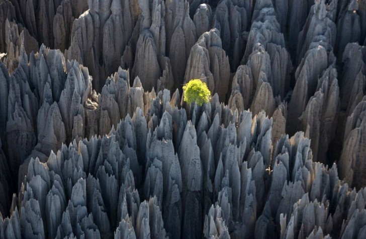 Foresta Rocciosa, Madagascar. Questi affioramenti si sono formati in milioni di anni, a seguito dell'erosione delle abbondanti piogge monsoniche.