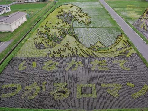 Il primo disegno l'ha creato Hanada insieme ad altri 20 volontari. Oggi sono centinaia le persone che vogliono realizzare il proprio disegno nelle piantagioni di riso.