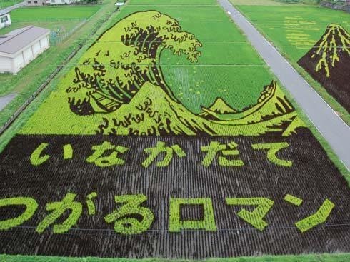 Con il tempo, i disegni formati dai germogli di riso hanno iniziato ad essere popolari nel mondo. Nel 2009 sono stati ufficialmente 170.000 i visitatori che si sono accalcati nel paese per vedere le creazioni.