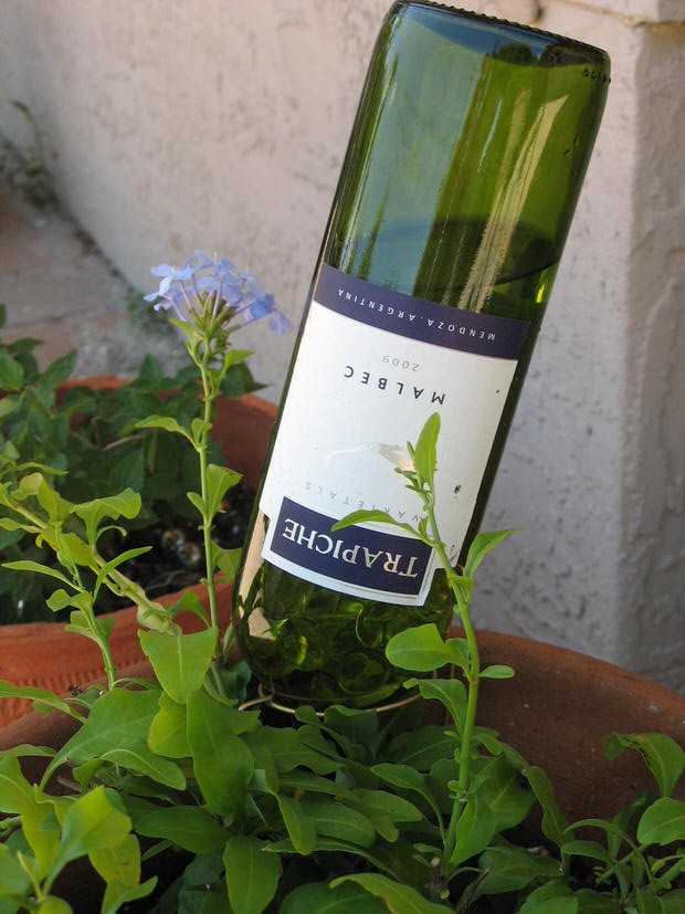 Les bouteilles de vin peuvent irriguer les plantes en les remplissant d'eau et les plantant dans la terre.