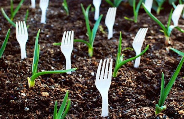 8. Um Kaninchen und andere Tiere fern zu halten, die eure Pflanzen fressen könnten, könnt ihr Plastikgabeln in die Erde stecken.