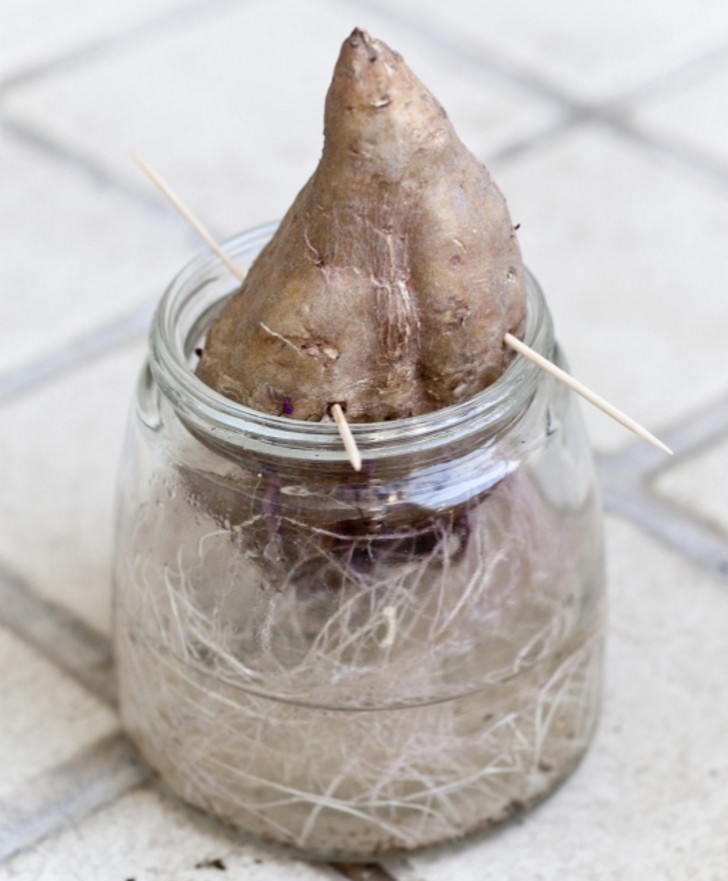 6. Per coltivare le patate dolci nel vostro giardino, fatene germogliare una tenendola sospesa in un barattolo in modo che solo una parte sia a contatto con l'acqua. Quando i germogli saranno spuntati, potrete piantarla.
