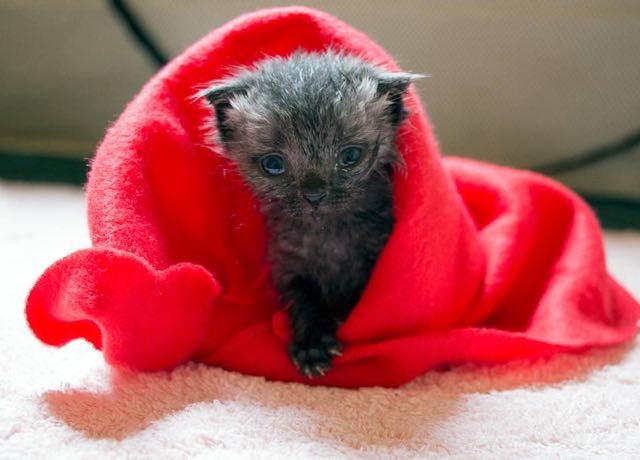 Arrivati a casa, il gattino tremava per il freddo. Kathryn lo scaldò tenendolo stretto a sé con una coperta.