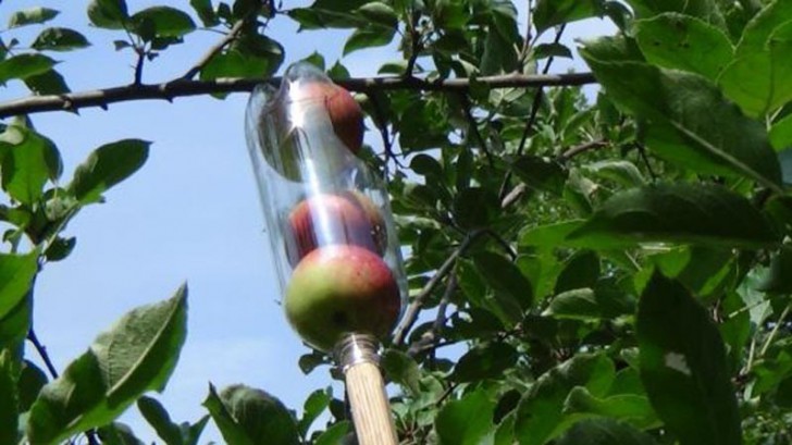 Il vostro raccoglitore di frutta è pronto per essere testato sul campo! Avvicinando l'apertura della bottiglia al frutto, lo staccherete dal ramo senza procurare alcun danno.