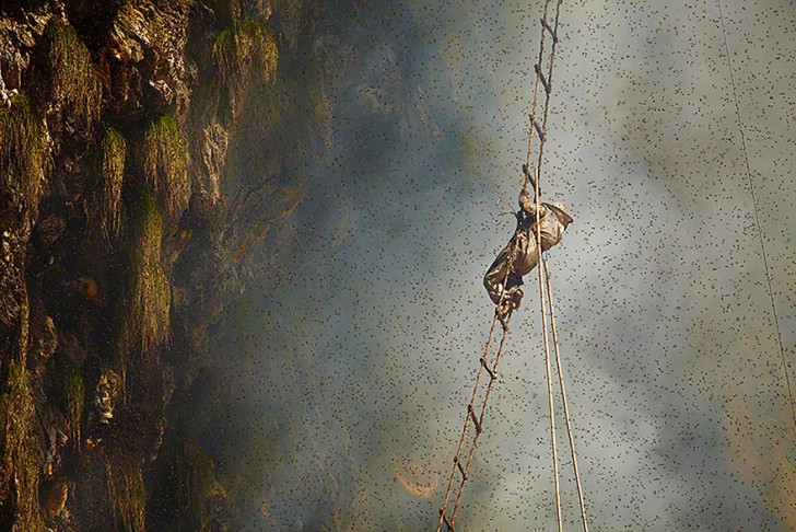 Ze voeren dit proces blootsvoets uit, hangend aan een touw op duizelingwekkende hoogte en met behulp van bamboe stokken die 