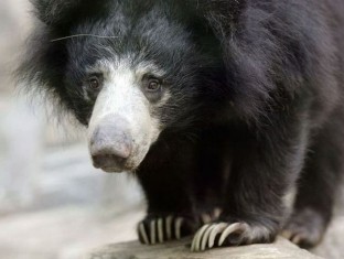 Lui è uno dei 19 orsi liberati.