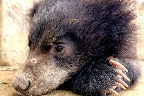 Hanno vissuto anni terribili in un circo, ma ora per 19 orsi inizia una nuova vita - 3