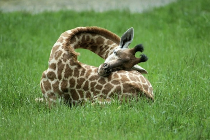 Giraffa dormiente