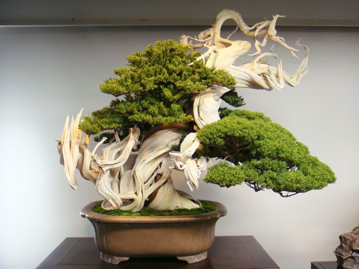 Un bonsaï très ancien: environ 800 ans