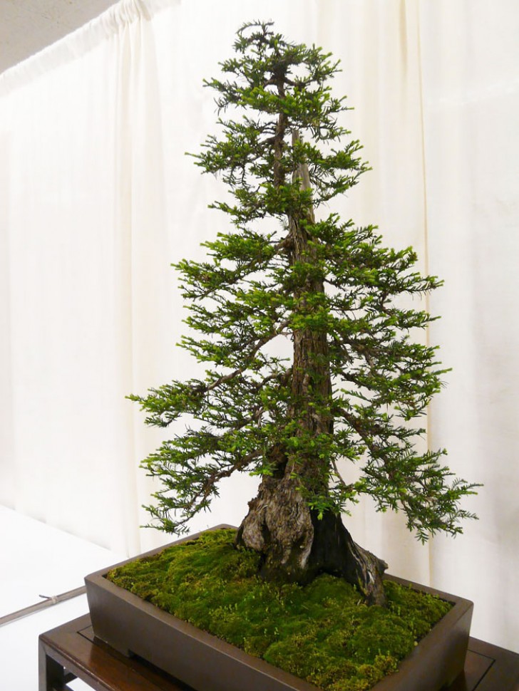Un sequoia