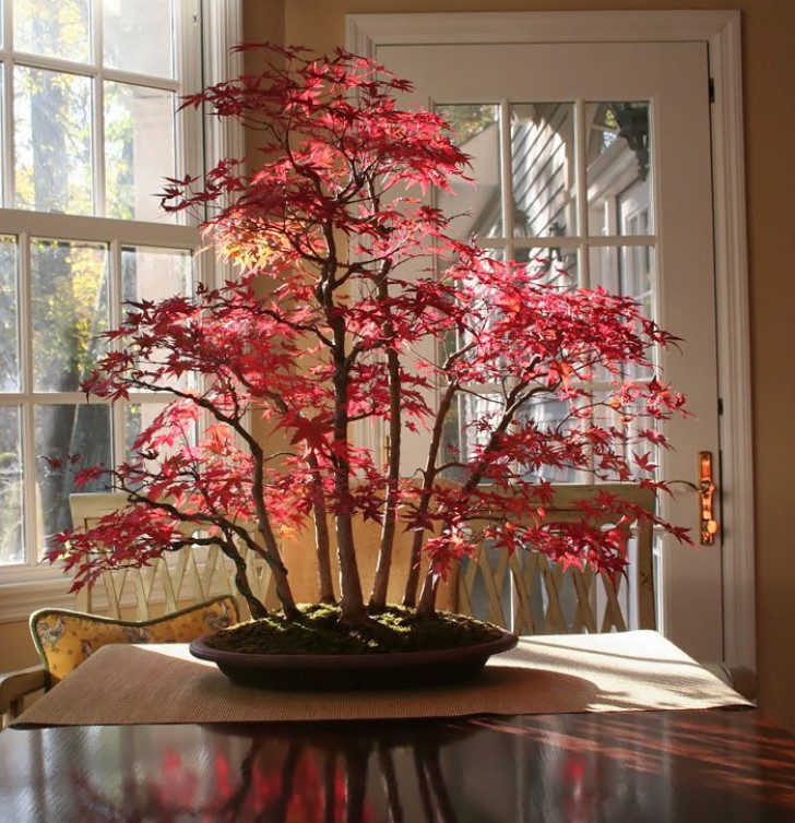 Bonsai d'érable rouge: il ressemble à une forêt en automne