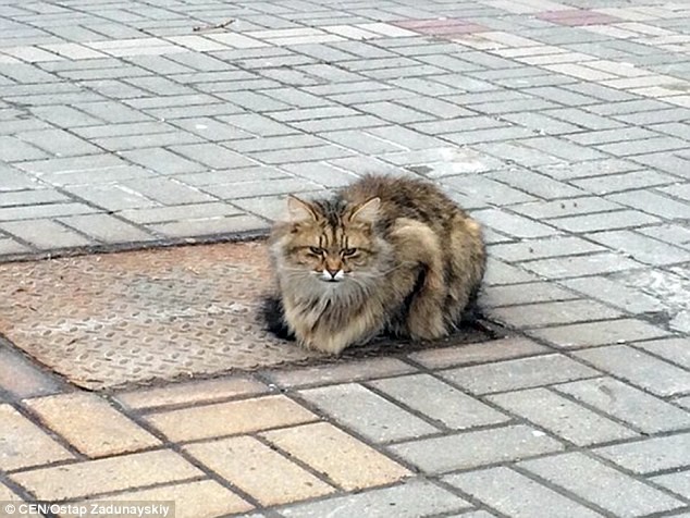 Pendant un an, ce chat a attendu au même endroit ses maîtres qui l'ont abandonné - 2
