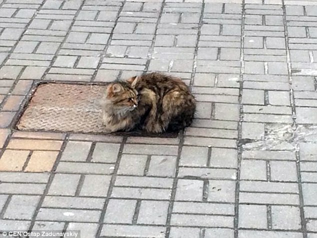 Pendant un an, ce chat a attendu au même endroit ses maîtres qui l'ont abandonné - 3