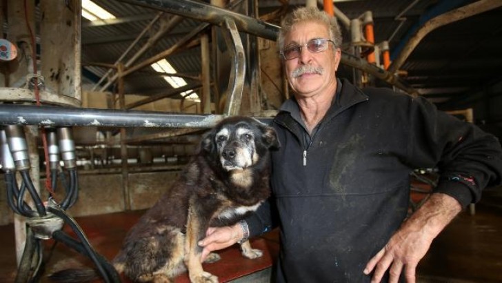 Ze was vermoedelijk de oudste hond ter wereld: 30 jaar lang leefde ze een onbezorgd leven op een boerderij - 1