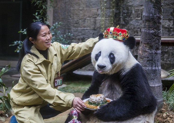 Anniversaire de roi pour le deuxième plus vieux panda du monde