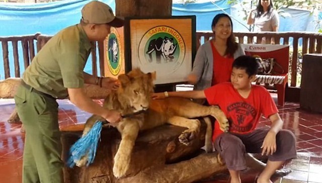 Un leone, già dall'aspetto trasandato e malnutrito, si trova disteso su una panca di legno: vicino, siedono i visitatori dello zoo.