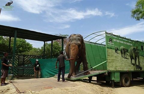 La Wildlife S.O.S doveva riunire le tre elefantesse, dopo averle separate nel momento del salvataggio di Mia e Sita.