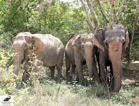 Rhea trascorrerà il resto della sua vita come dovrebbero fare tutti gli elefanti: all'aria aperta, mangiando banane in compagnia degli altri amici.