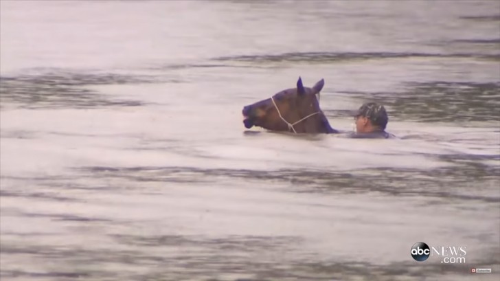 I soccorritori si sono subito gettati in acqua per raggiungere i cavalli che venivano trasportati dalla corrente.