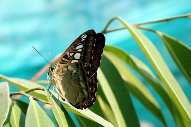 13. Nelle farfalle, il senso del gusto non risiede nell'apparato boccale, bensì nelle zampe.