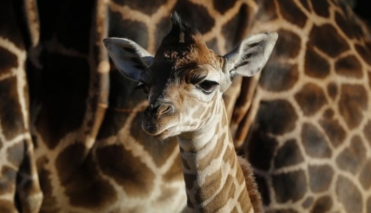 15. Un cucciolo di giraffa può (e deve!) alzarsi e camminare dopo appena mezz'ora dalla sua nascita.