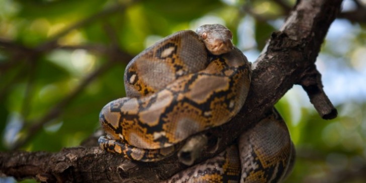 16. Durante la stagione degli amori, diversi maschi di anaconda possono competere formando una palla intorno alla femmina; il rituale può durare anche un mese!