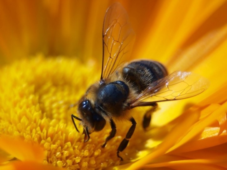18. Le api raccoglitrici si sono evolute perfettamente per il loro compito: hanno piccoli peli anche sugli occhi, che le aiutano a raccogliere il polline.