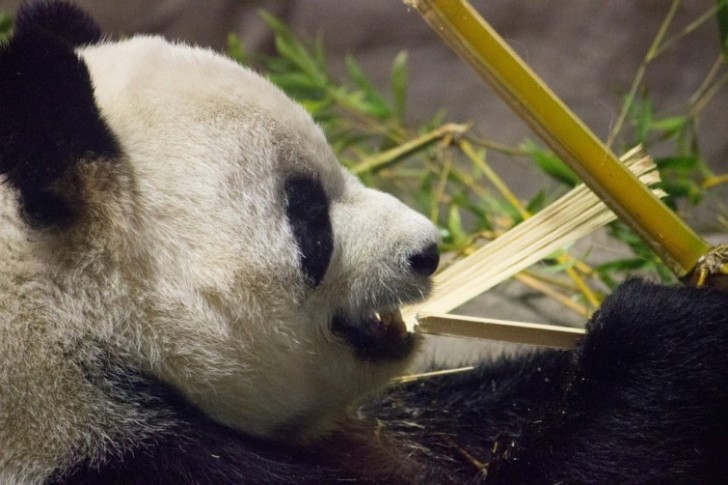 2. Solo per alimentarsi, un panda può impiegare fino a 12 ore al giorno: il suo fabbisogno giornaliero è infatti di 12 kg di bambù.