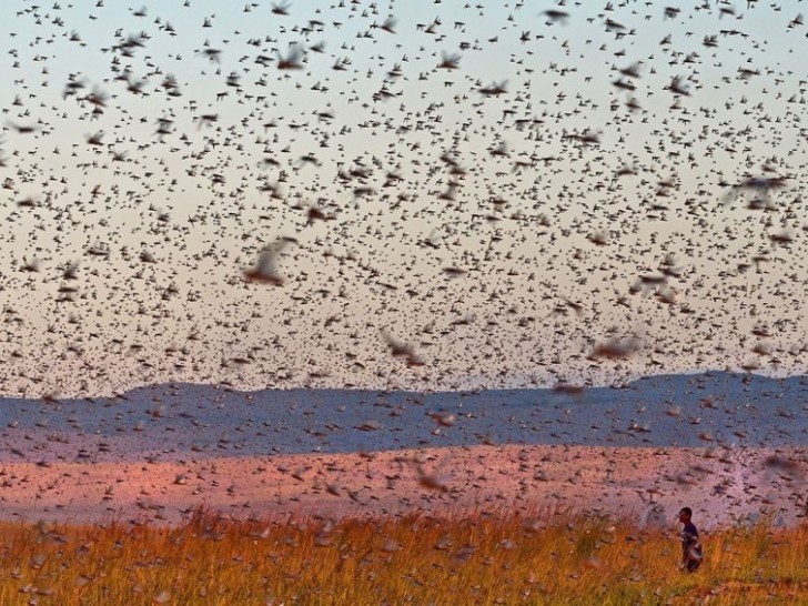 20. Uno sciame di locuste del deserto può arrivare ad occupare un'area di 740 kmq e consumare fino a 208 kg di piante in un solo giorno.