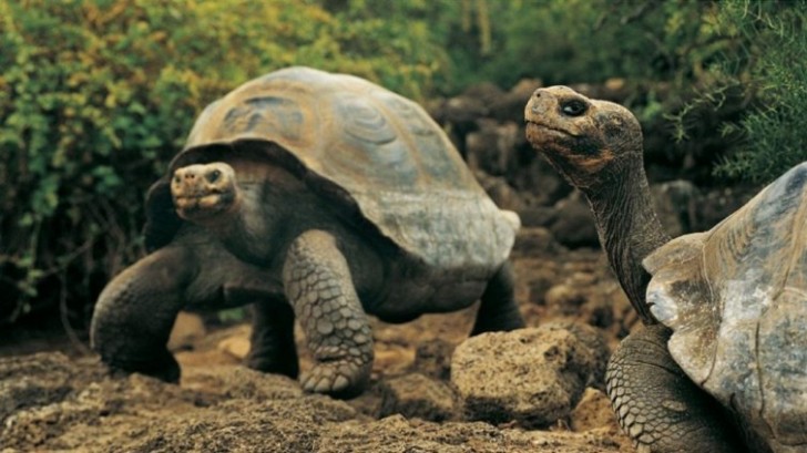 4. Le tartarughe delle Galapagos possono dormire fino a 16 ore al giorno: il loro metabolismo è così lento che possono sopravvivere un anno senza cibo né acqua.