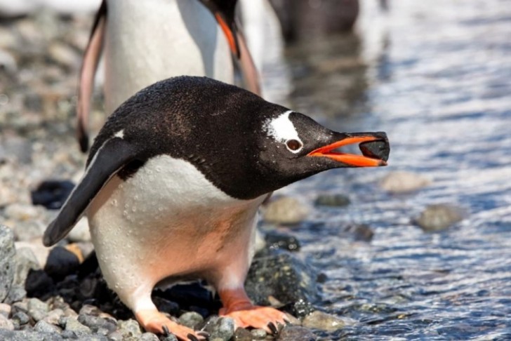 9. I maschi dei pinguini Papua offrono pietre alle femmine come doni durante il corteggiamento.