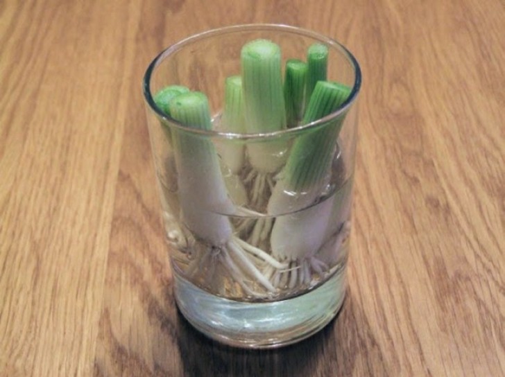 Dopo aver usato le cime più tenere e verdi del porro, mettete il restante gambo in un bicchiere d'acqua. Quando saranno spuntate delle radici bianche sul fondo, potrete piantarlo in un vaso.